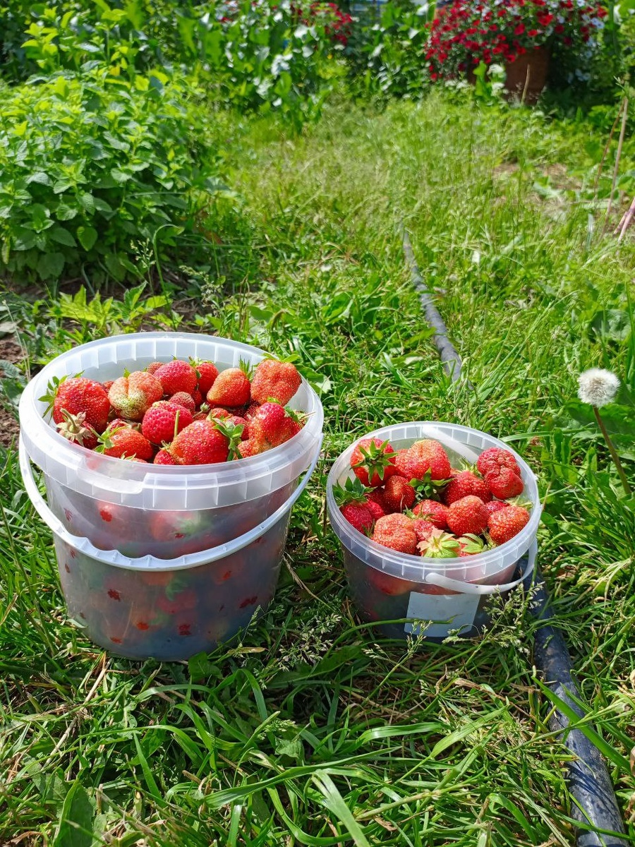 Удмуртия,14 июня, второй сбор клубники, 7 литров.