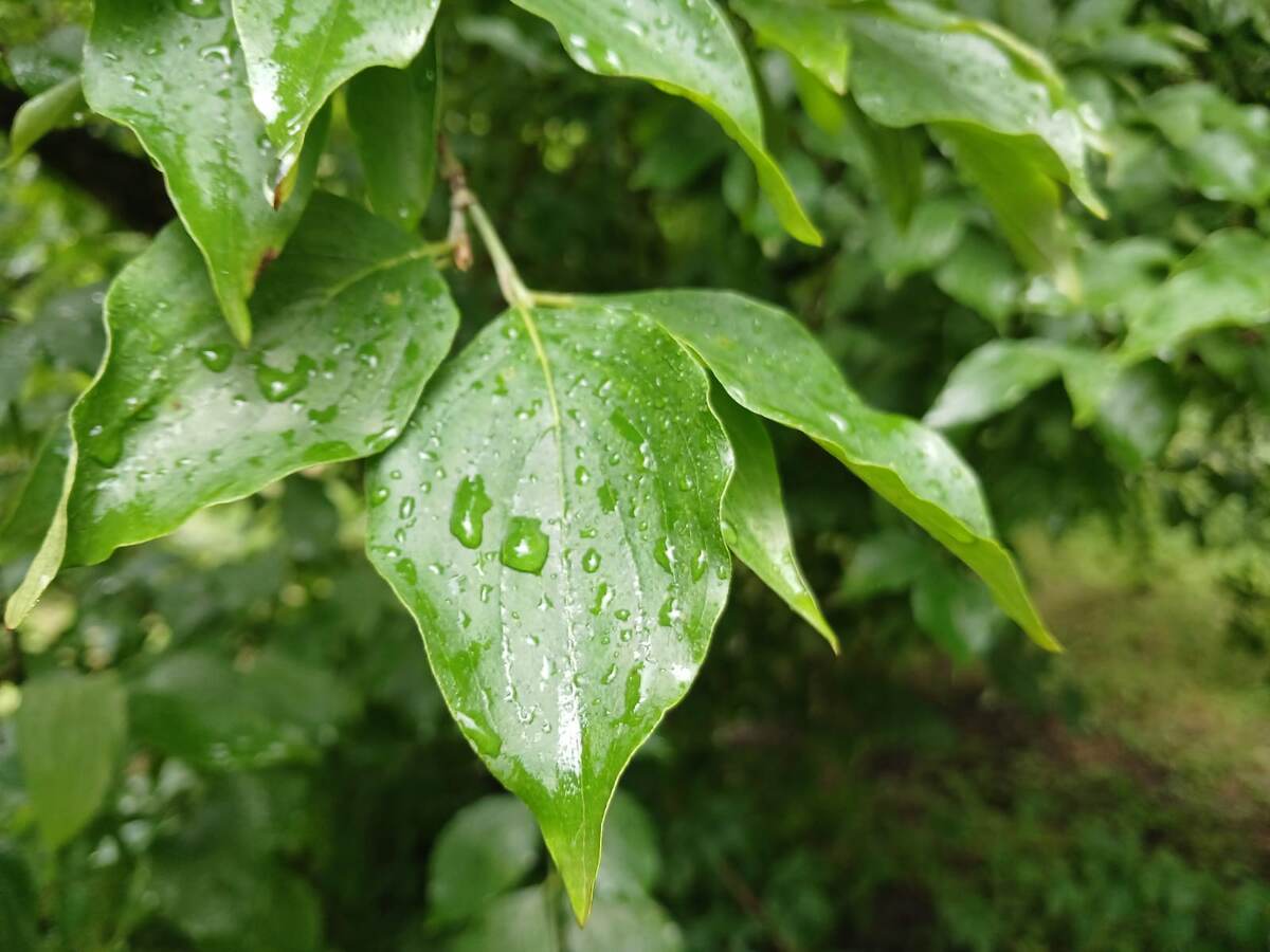 После дождя