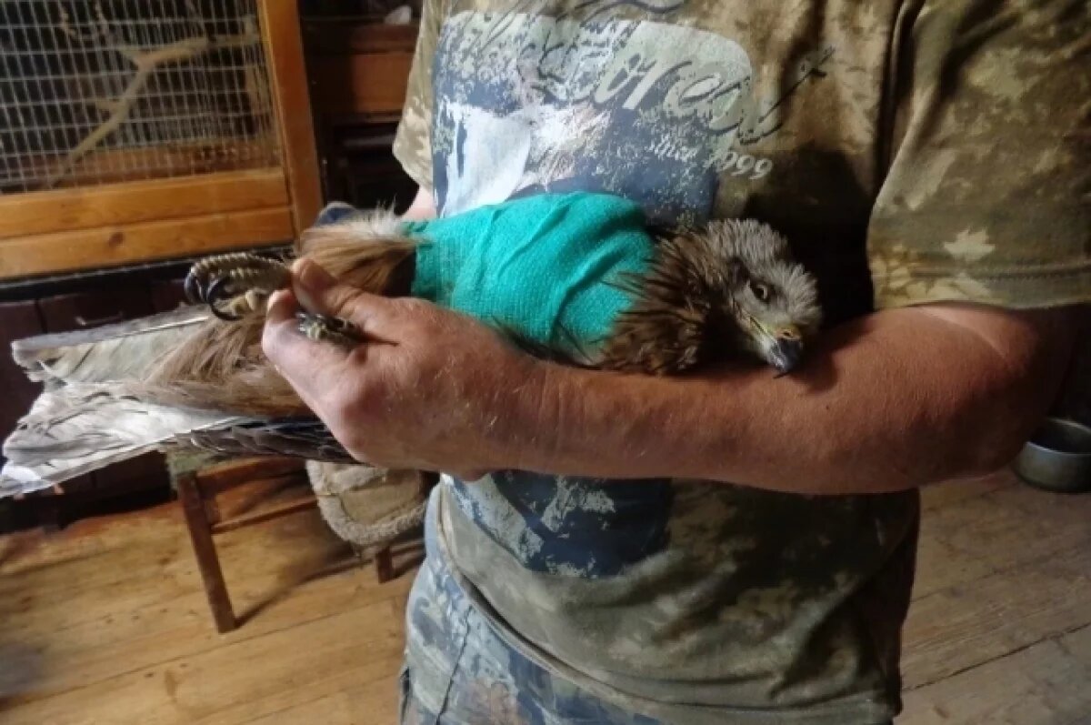    Тверские биологи выхаживают сбитого машиной коршуна