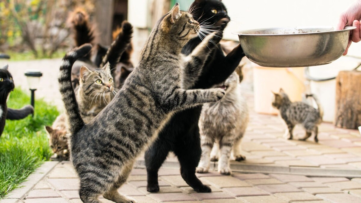    Фото: Konoplytska/Shutterstock/Fotodom