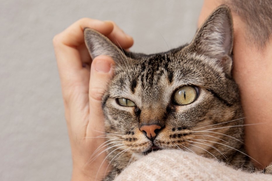    Автор фото: freepik.com