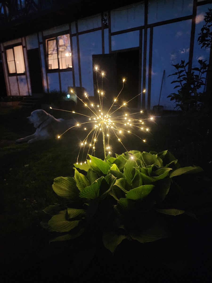 Светящиеся одуванчики в пересаженных к дому хостах