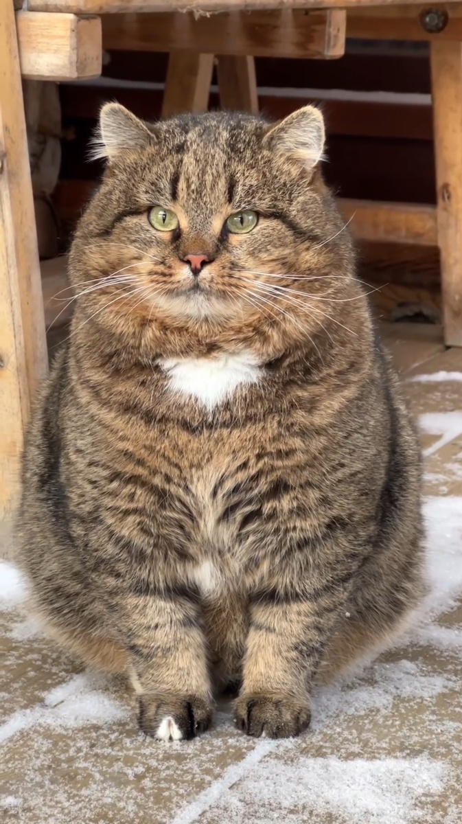 Лесной кот Барсик 