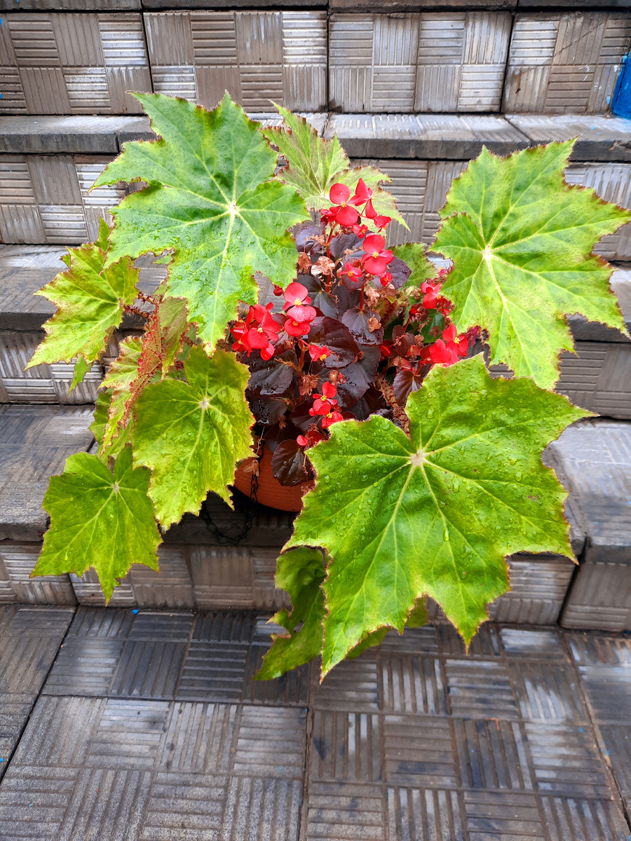 Такие бегонии я весной пересаживаю  в открытый грунт. И да, "королевские" тоже, когда у меня их слишком много разводится. Очень красиво смотятся с другими цветами. Фото автора.