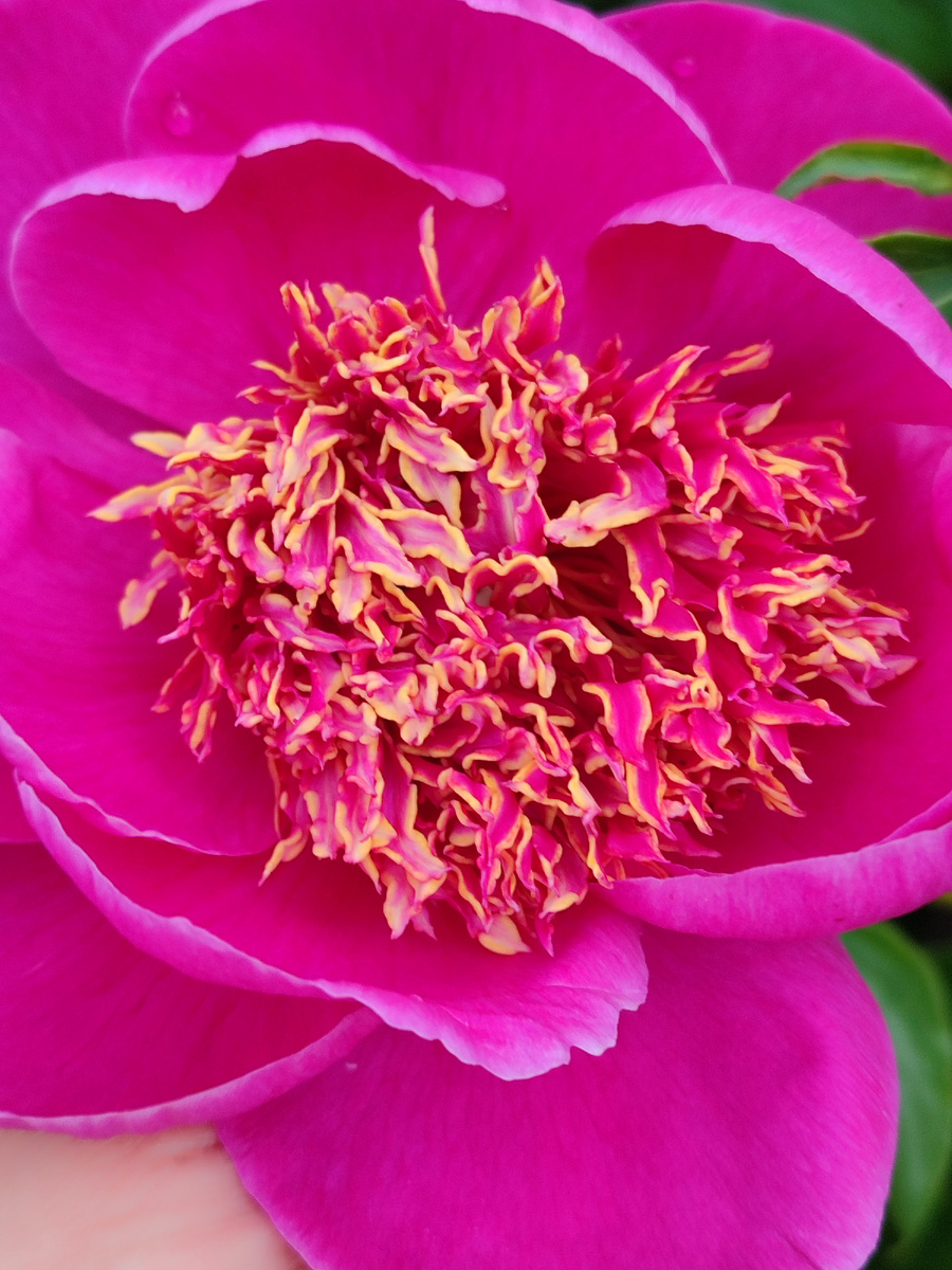 Пион Хит парад