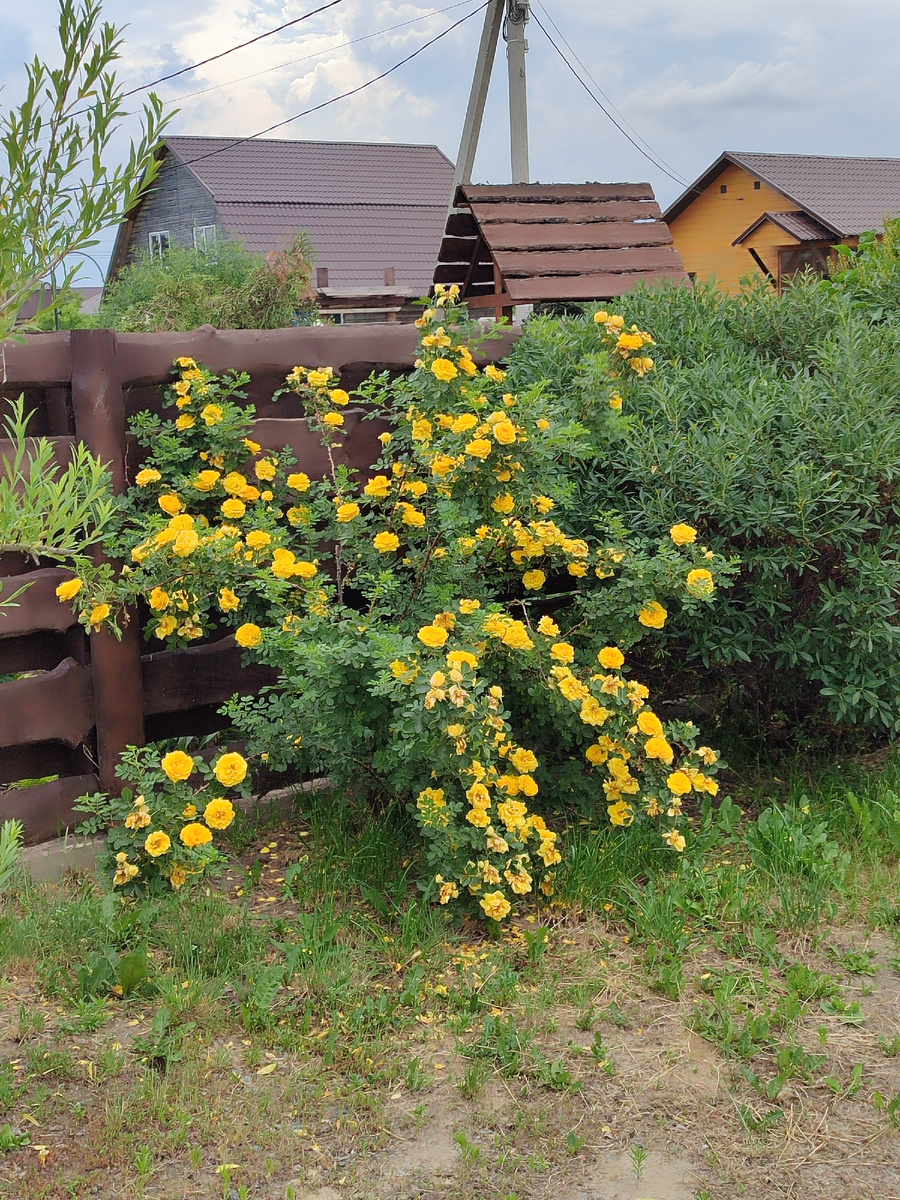 Водопад, китайская роза