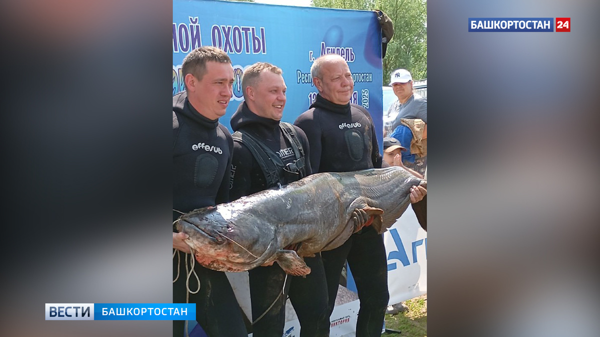    Сома весом более 50 кг поймал рыбак в Башкортостане