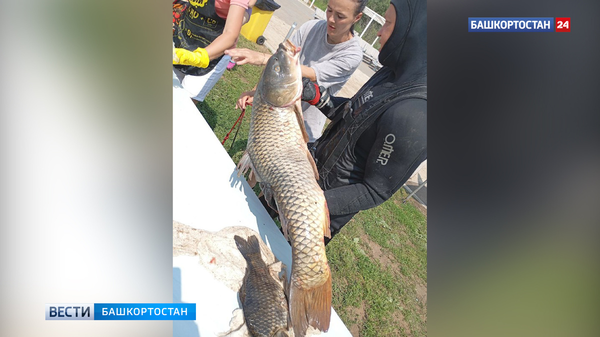    Сома весом более 50 кг поймал рыбак в Башкортостане