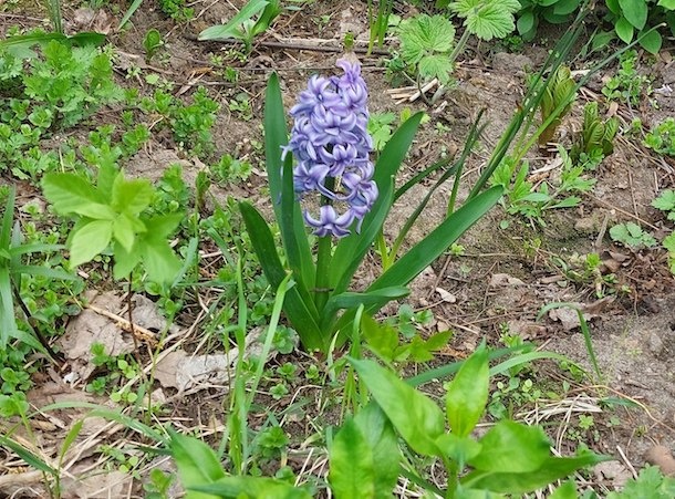 Цветение гиацинта в конце апреля