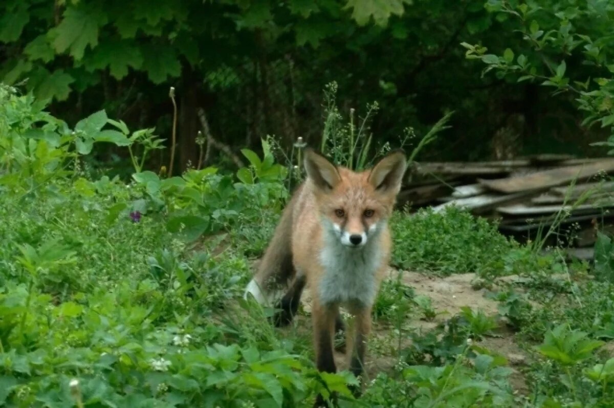   Биолог Глазков заснял подросших лисят в Петербурге