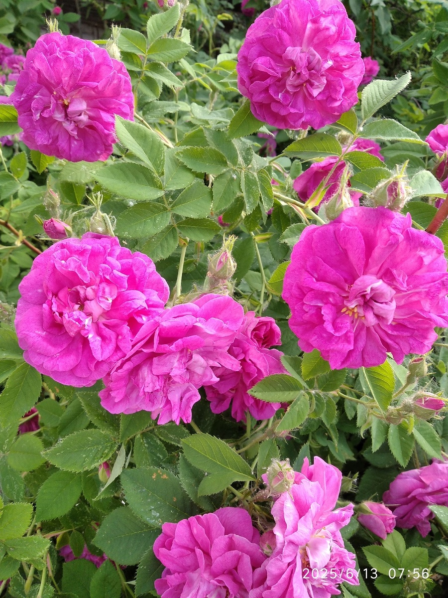 Розы мои еще не цветут, но шиповник тоже красивый 