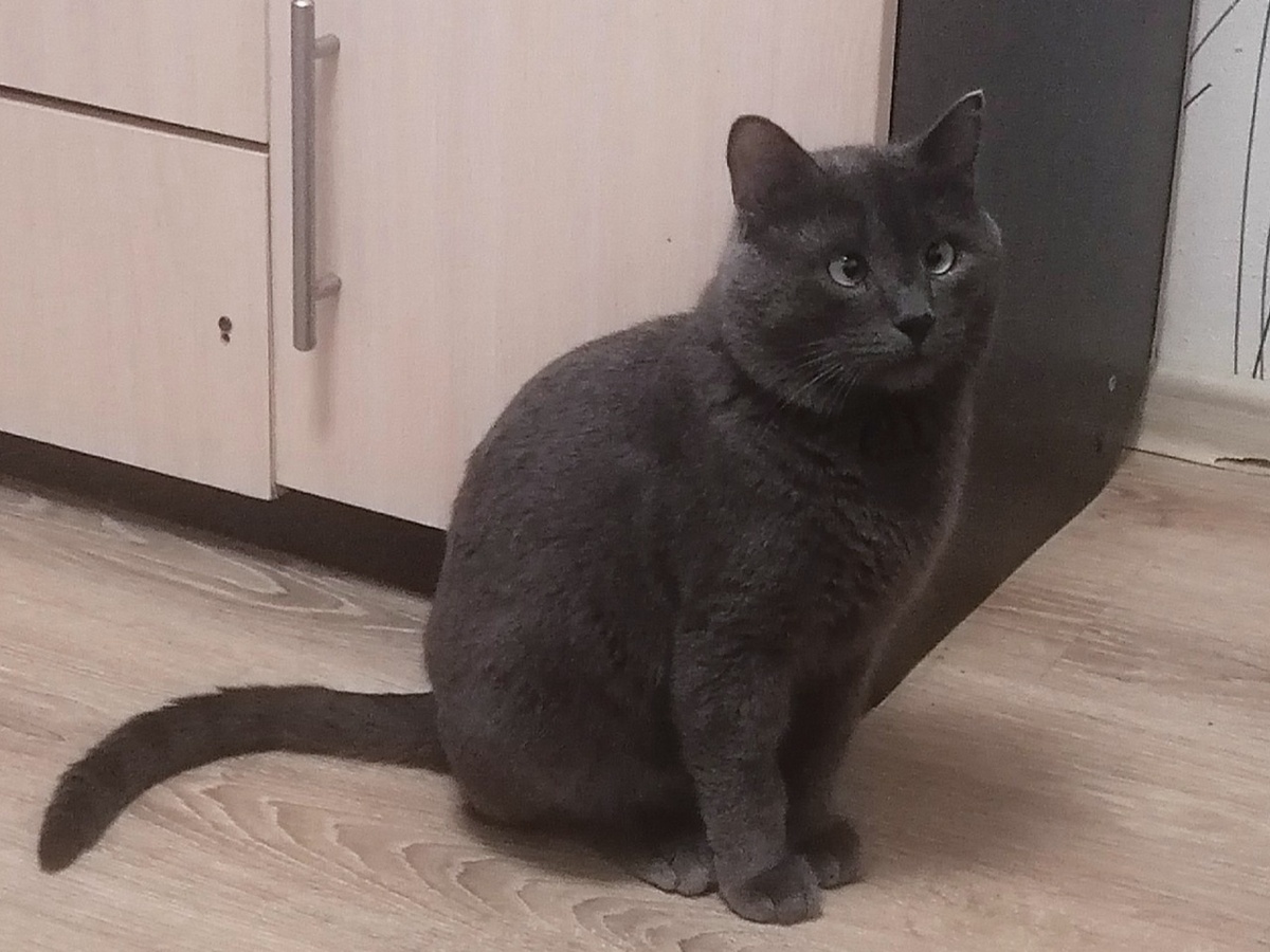 Жизнь на улице сделала Косю недоверчивым