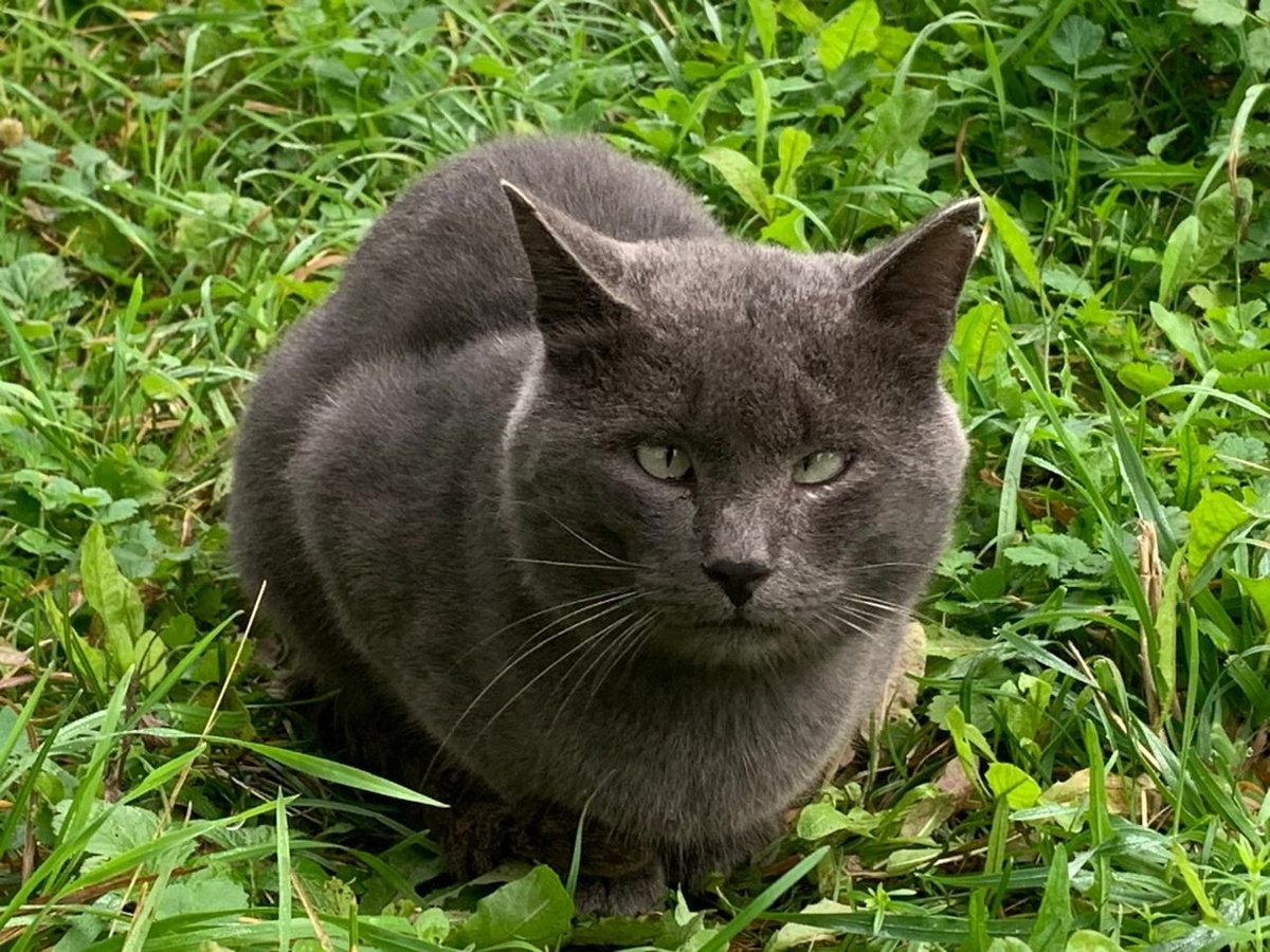 Кося приходил к людям в ожидании, что его покормят, но близко никогда не подходил