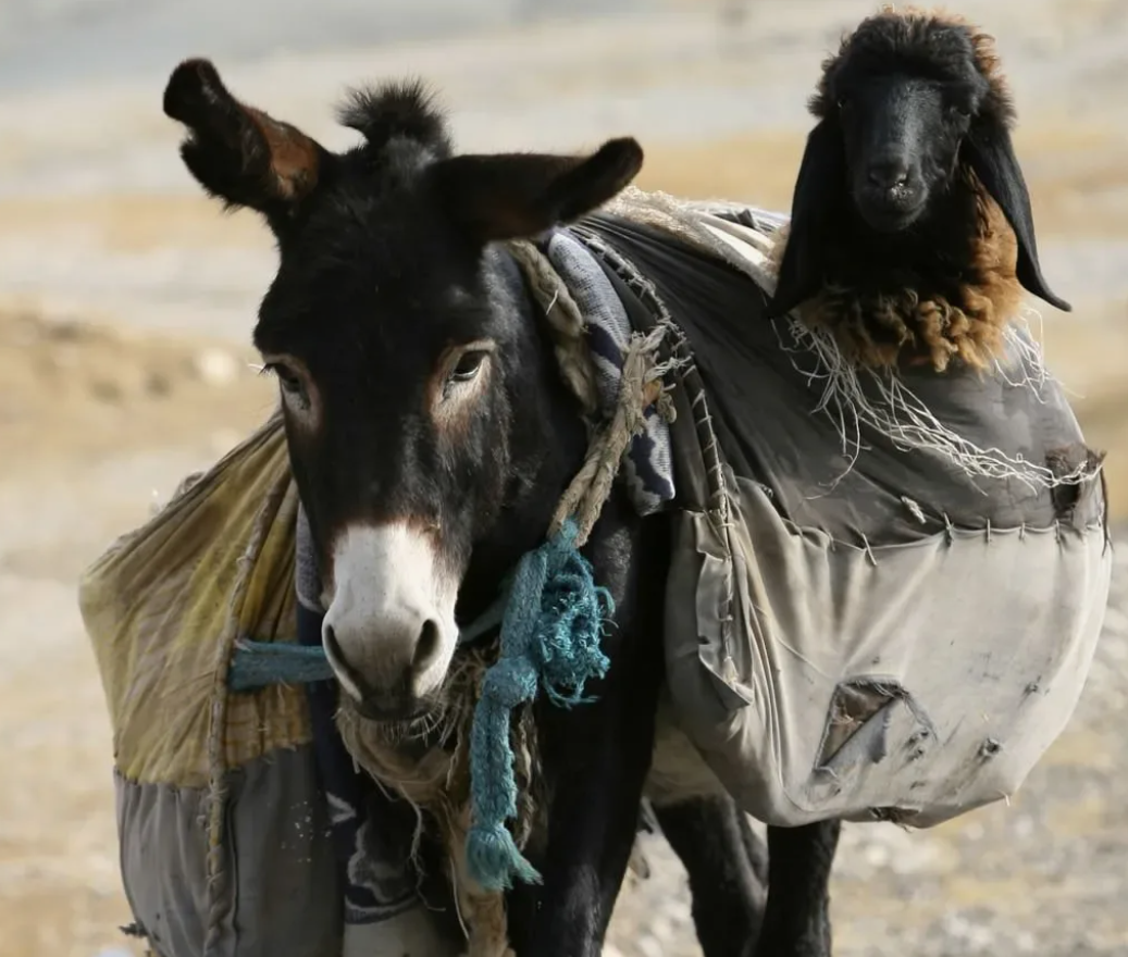 Кто много на себя берёт, с того взять нечего
