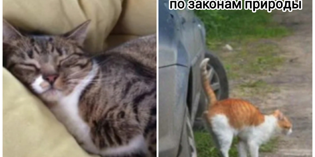 Кому лучше живётся: кастрированному или не кастрированному коту