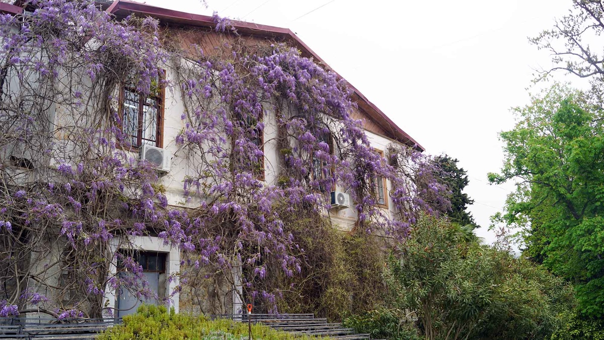Цветущая глициния на одном из зданий Никитского ботанического сада. Листайте галерею, чтобы увидеть ещё фото