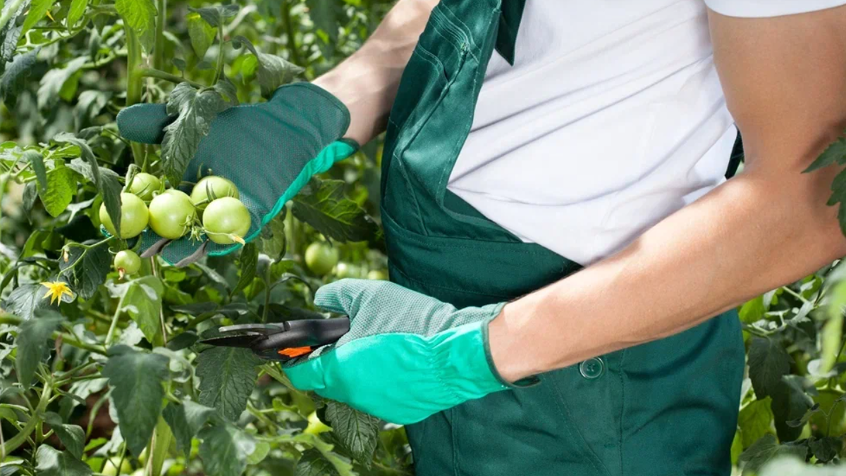 Сформированный куст томата по дедовской схеме