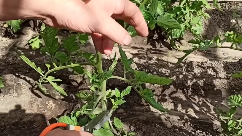 Удаление пасынков