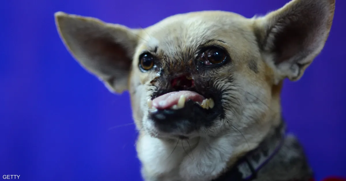 Яндекс.Картинки