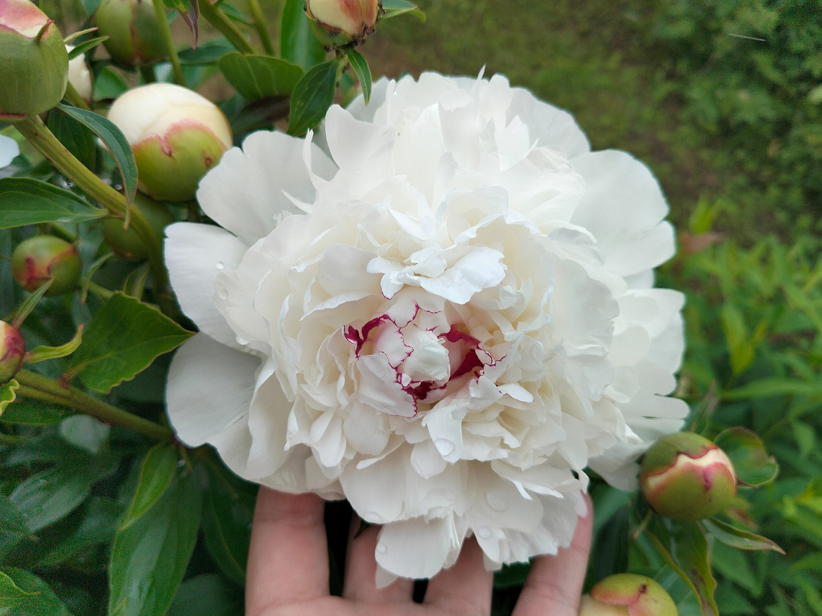 Пион 'Фестива Максима' (Festiva Maxima) в нашем саду на даче 2025. Фото автора @Маша Генералова