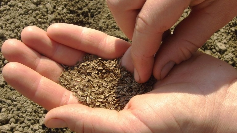 Посев укропа