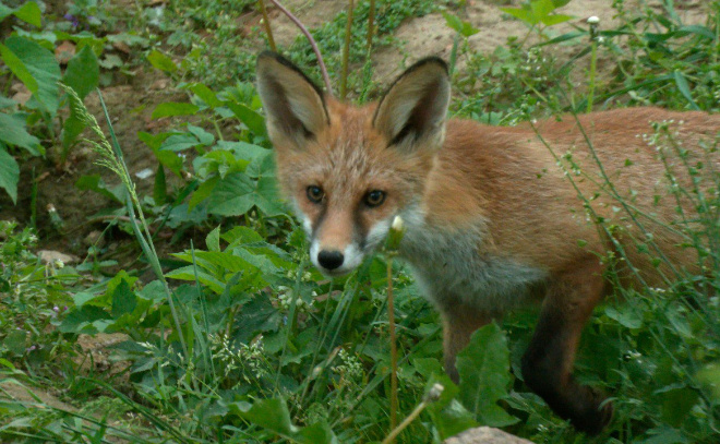    © t.me/kazdoytvaripopare