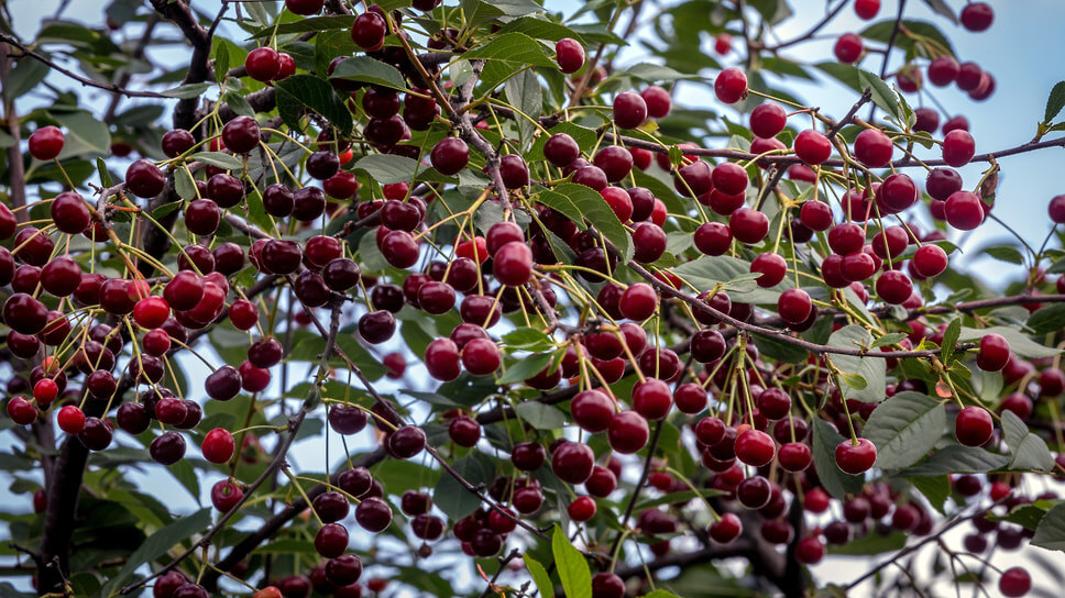 Фото: Василий Шитов / Коммерсантъ