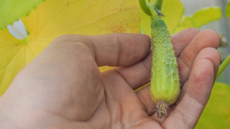 Так выглядят пострадавшие от температурного стресса завязи - желтые и готовые опасть