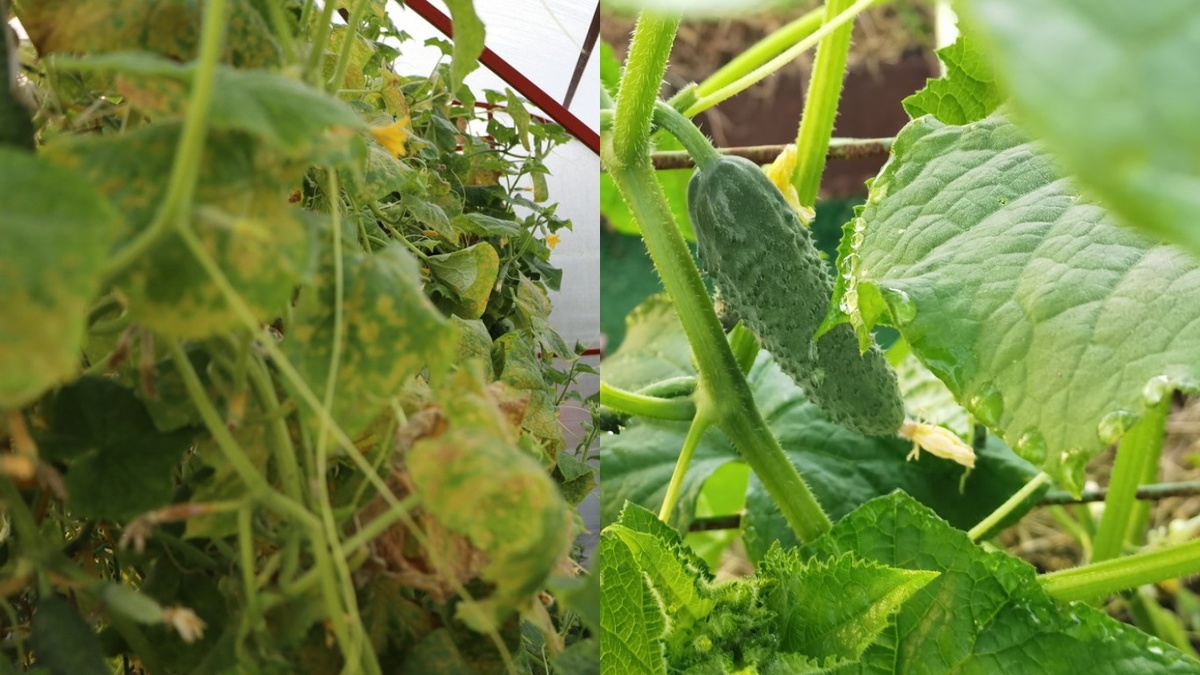 Разница между правильно защищенными и пострадавшими от стресса завязями очевидна