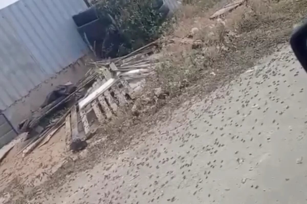    Полчища саранчи приводят в ужас жителей Волгоградской области