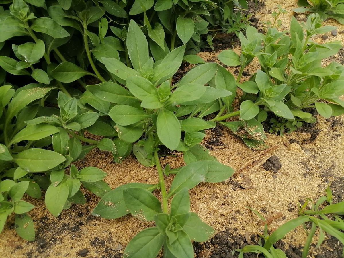 Петунии Гармония цвета, фото автора