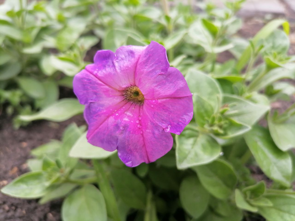 Это не синяя петуния, фото автора