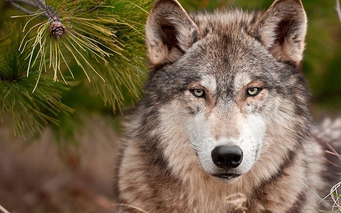 Фото из Яндекса 