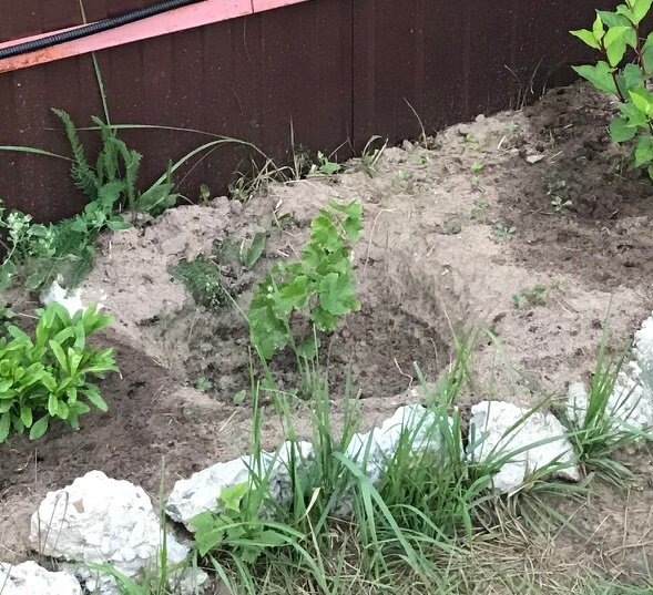 май 2018 года, посажен в яму 