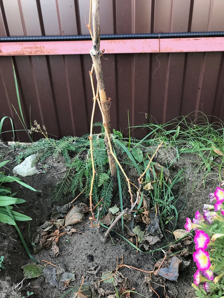 светлый цвет лозы - это молодой прирост первого года