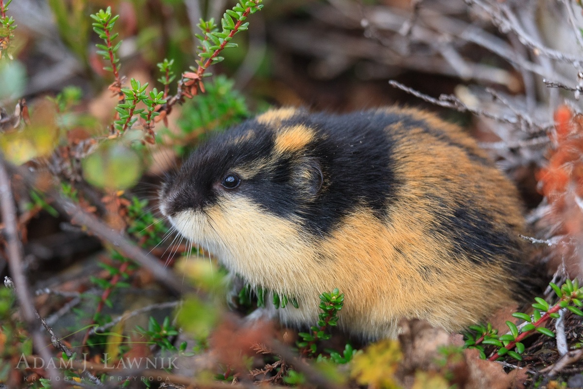 Кто такой лемминг (Изображение из интернета)