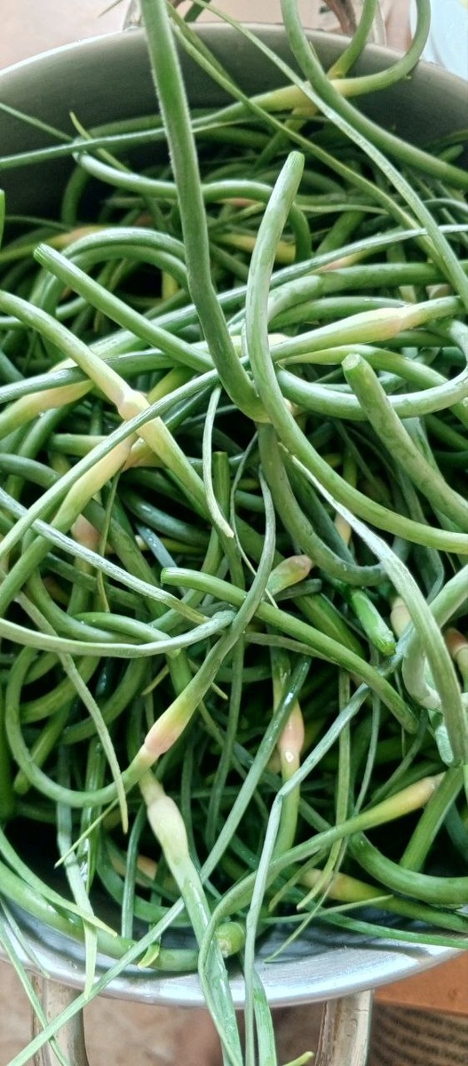 приветствую вас дачники, огородники и прочие любители что то вырастить. на дворе июнь и чеснок активно наращивает семенные стрлки. многие их просто обрывают в компостную кучу а может и на свалку относят. ЗАЧЕМ ГОСПОДА? СТРЕЛКИ ЧЕСНОКА ОБЛАДАЮТ ПРЕКРАСНЫМ ВКУСОМ И АРОМАТОМ.