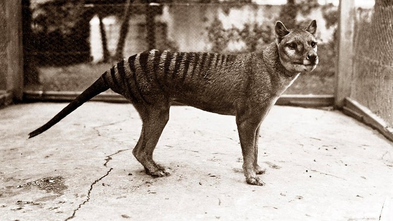 Сумчатый волк