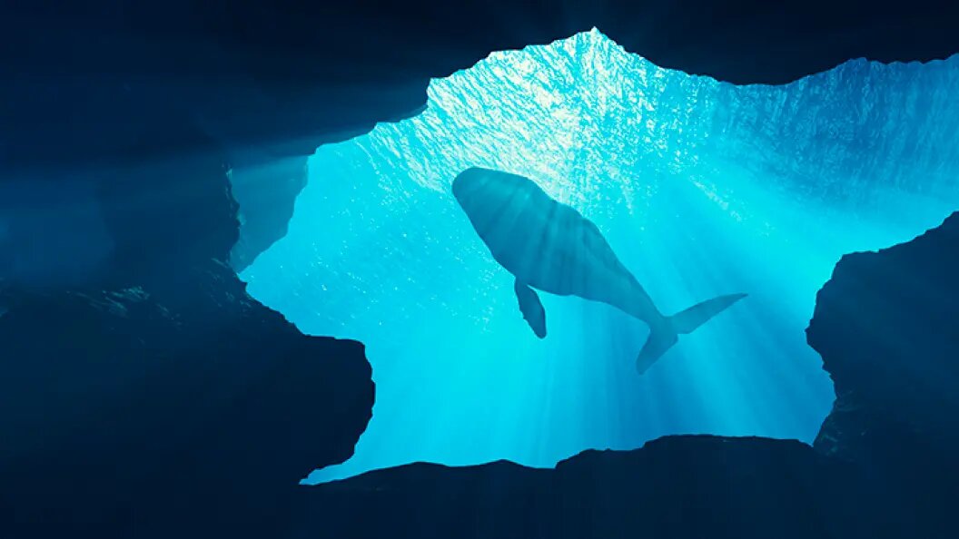    Фото: Orla/Shutterstock/com