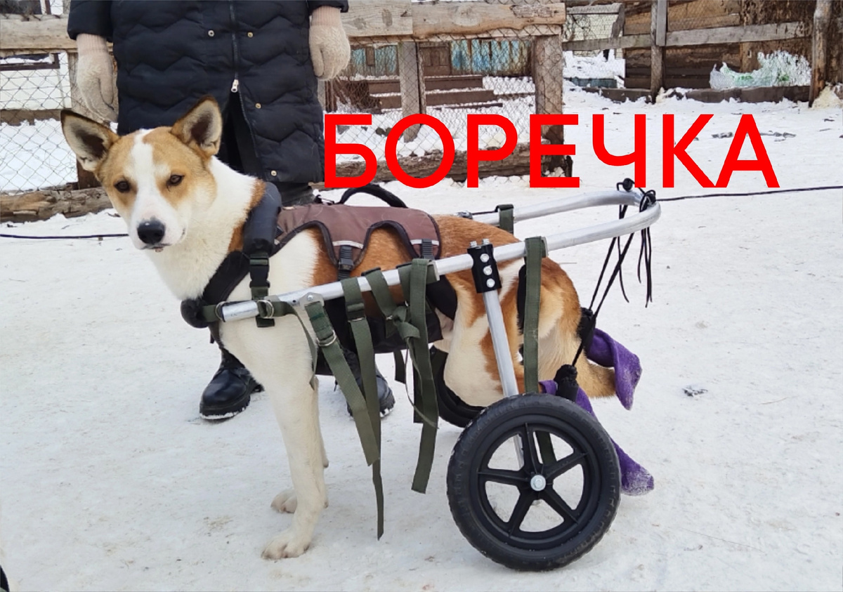 Боря  очень любит людей