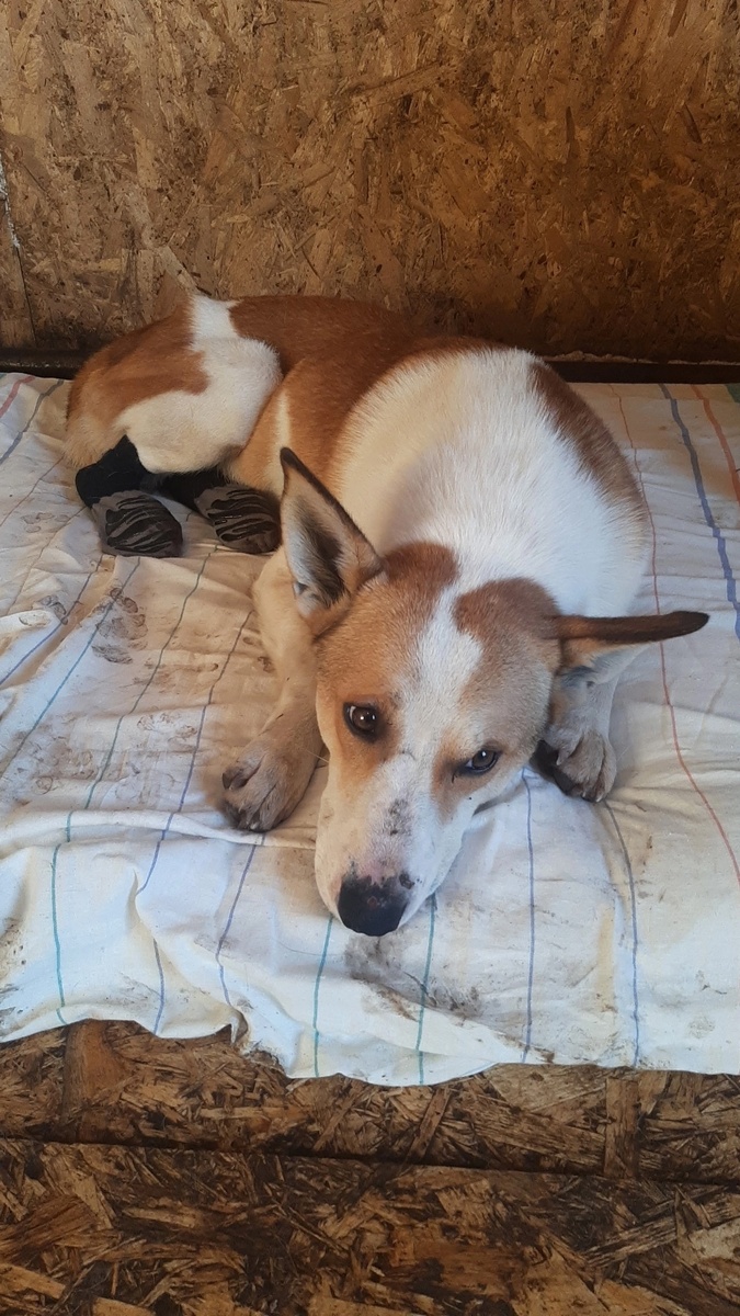 Не в один приют Борю не взяли, собака инвалид не очень то нужна... 