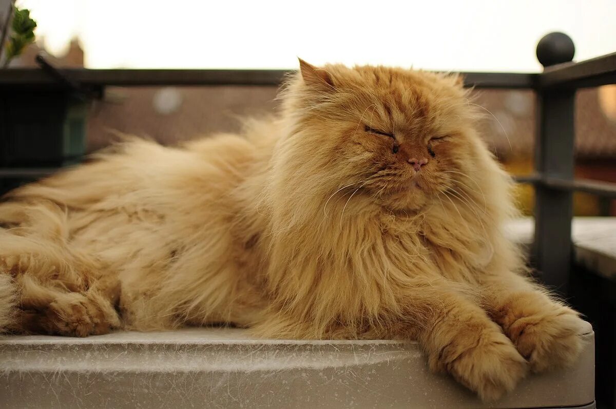 Фото из Интернета 