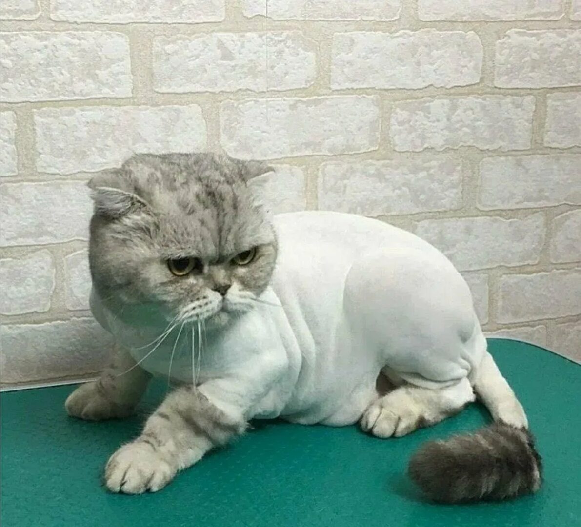 Фото из Интернета 