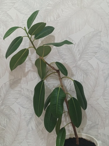 После прошлогодней обрезки дал всего один побег. А так хотелость чтобы 2.