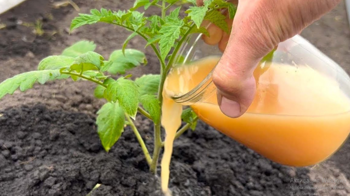 полив с подкормкой куркума с дрожжами