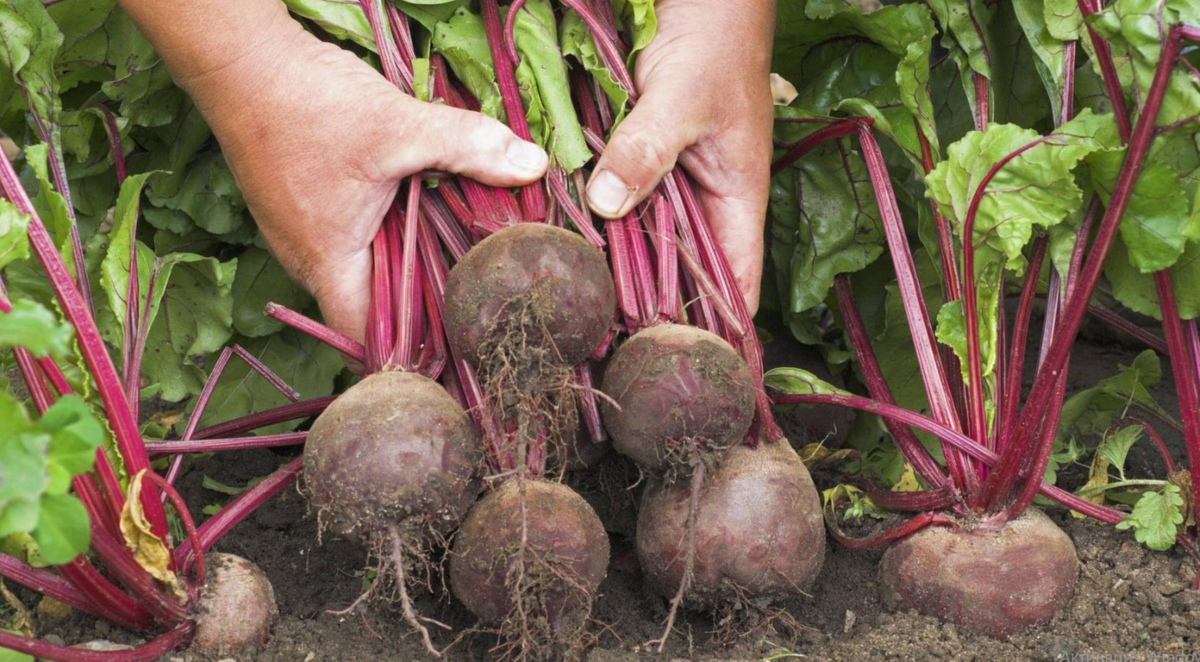 отличная свекла