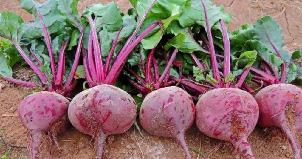 крупная свекла