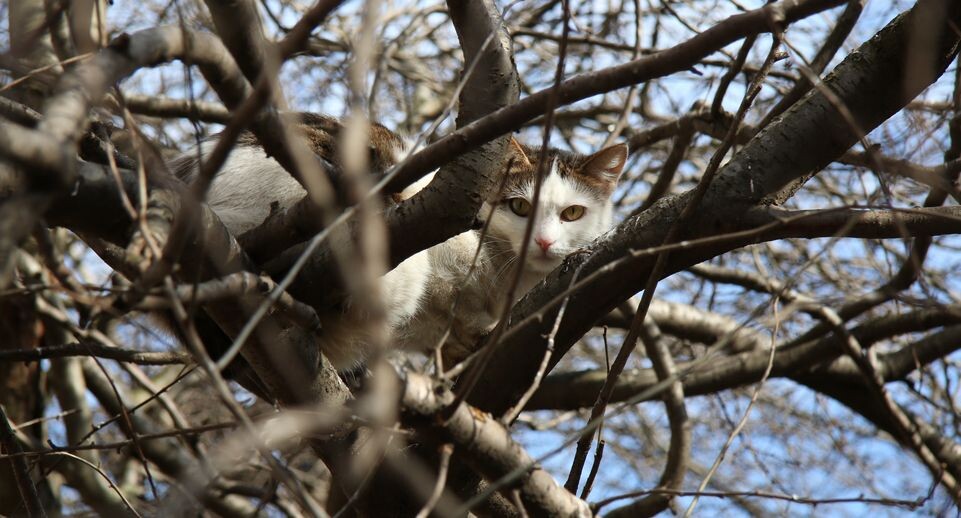    Кошка на дереве В Дубне / Медиасток.рф