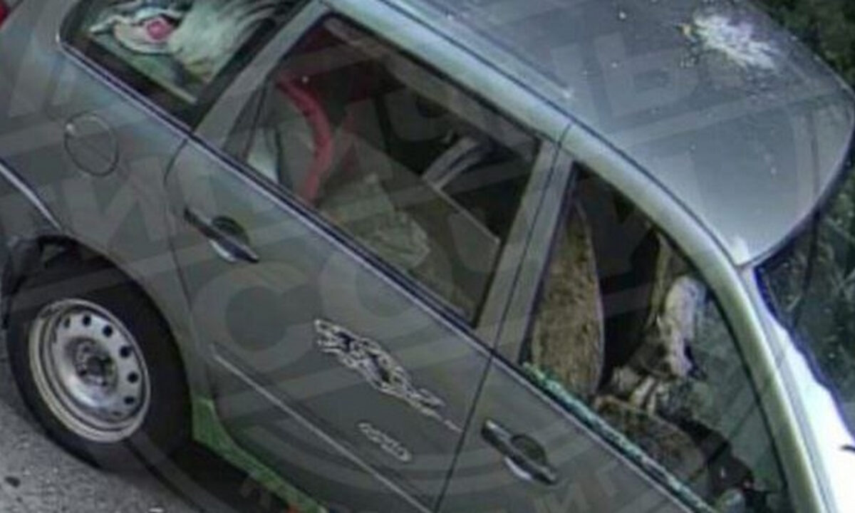    Фото t.me/sochitypical