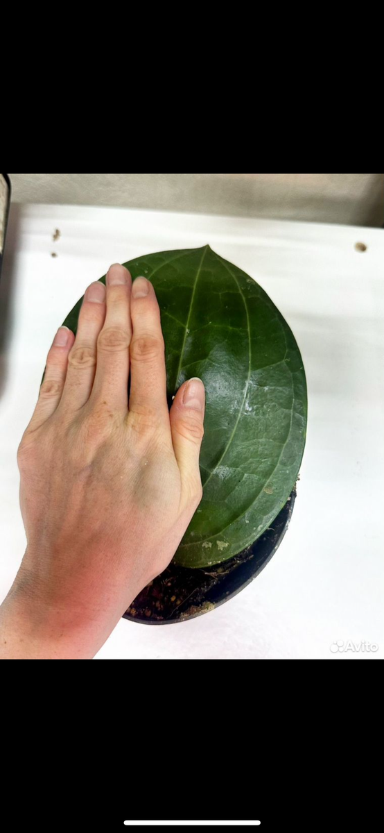 Фото из интернета.